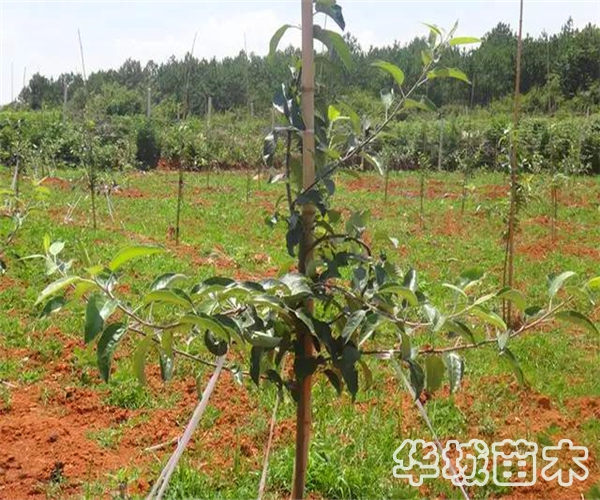 新栽蘋果樹苗如何提高成活率